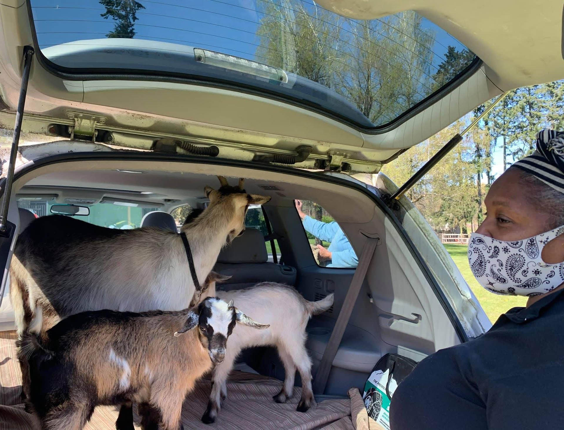 A female farmer stands behind the open hatch of her SUV vehicle with three goats inside.